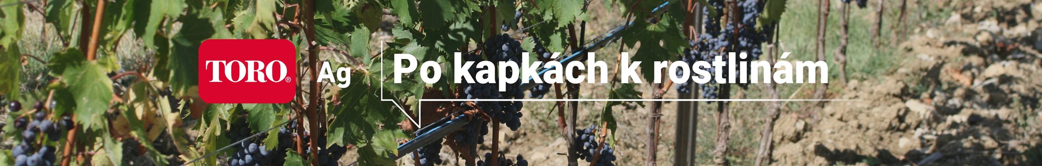 banner-po-kapkach-k-rostlinam-vinice-1.jpg